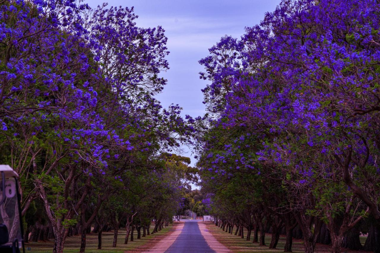 Renmark Country Club Exterior foto
